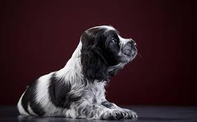 We did not find results for: Cocker Spaniel Puppy Black And White Spaniel Cute Animals Dogs Pets Cocker Spaniel Dog Hd Wallpaper Peakpx