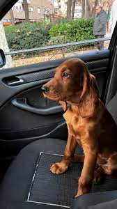 Irish Setter Setter Irlandes Puppy Setter Irlandes Perros Irlandes