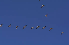 Werner hans peter vogels (born 3 october 1958) is the chief technology officer and vice president of amazon in charge of driving technology innovation within the company. Flow Leer In Vogelvlucht Hoe Je Energie Kunt Besparen