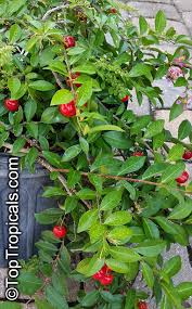 Image result for Malpighia