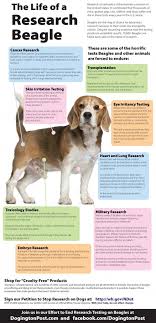 The Life Of A Research Beagle Beagles Are The Dog Of Choice For Laboratory Research Because Of Their Small Size And Gentle Nature Despite M Beagle Dogs Life