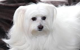 Maybe you would like to learn more about one of these? Puppies Maltese Dog Breed Small Dogs White Puppies Cute Animals Dogs Hd Wallpaper Peakpx