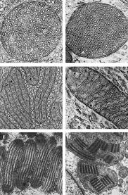 Mitochondria plant cell electron microscope. Cristae Formation Linking Ultrastructure And Function Of Mitochondria Sciencedirect