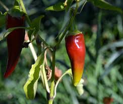 What Makes Chili Peppers Hot And Spicy