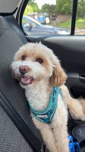 Conner is Found. Our thanks to all you good folks out there who looked for  him and to this page for all who looked. We are home and all together and  all