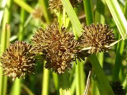 Image result for Cyperus difformis