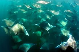 Photographer Encounters Epic School Of Mobula Stingrays Adventure Sports Network Stingray Fish Photo Stingray Migration