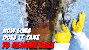 We did not find results for: How Long Does It Take To Remove Bees Bee Best Bee Removal