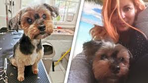 Für hunde, die sich nicht mit katzen vertragen, ist die voraussetzung, keine katze zu haben. Hunde Opi Dusty Sucht Ein Neues Zuhause Nur Nicht Ins Tierheim