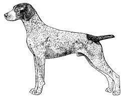 Although gsps are most commonly seen as liver and white dogs, they can come in a do you prefer the black german shorthaired pointer? Breed Standards German Shorthaired Pointer United Kennel Club Ukc