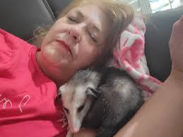 I woke up to find that Penelope had escaped! (I think she used her scratch  house to hop onto the roof where she found her treats!)