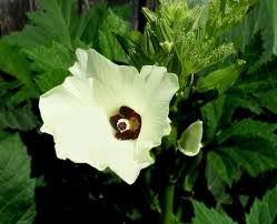 Image result for Abelmoschus esculentus