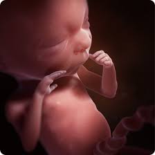 L'embryon est grand comme une tête d'épingle, il grandit de 1 millimètre par jour, sa tête est volumineuse et représente environ ¼ de la à 3 mois. Le Developpement Du Foetus En Images Naitre Et Grandir