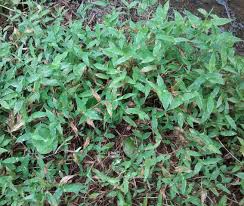 Image result for Arthraxon