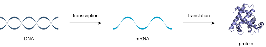 Translation is the process of translating the sequence of a messenger rna (mrna) molecule to a sequence of amino acids during protein synthesis. Transcription Translation And Replication