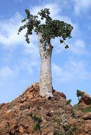 Dendrosicyos Socotranus The Cucumber Tree Socotra Island Bird Bath Tree Socotra