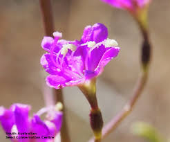 Image result for Commicarpus