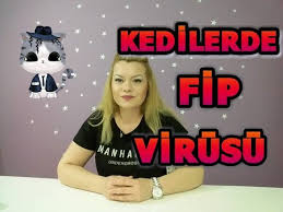 Kedilerde Fip Virusu Youtube