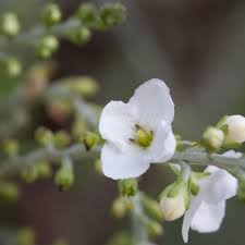 Image result for Gomphostigma