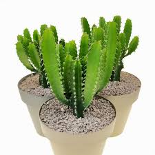 Image result for Euphorbia jubata