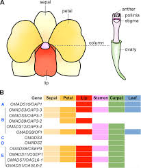 6 of 9 farmgirl flowers just right burlap bouquet. Frontiers Dissecting The Function Of Mads Box Transcription Factors In Orchid Reproductive Development Plant Science
