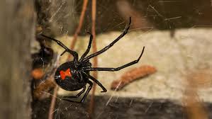 The easiest way to tell if a spider is a black widow is to look for the shiny black coloring and distinctive crimson markings on the abdomen of the females. Amazing Design Of Black Widow Web Silk The Institute For Creation Research