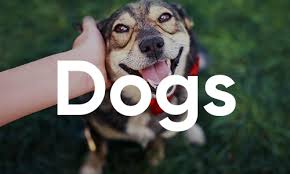 Footwear company and national pet brand announce their plan to help save animal lives and improve pet health through pet adoptions and animal welfare programs. Adopt A Pet Dogs Cats Kittens And Puppies