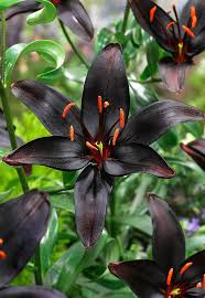 Black Lily Landingpages For Your Garden Online Bakker Spalding Garden Company Fleurs Insolites Belles Fleurs Fleurs Etranges