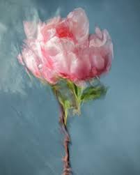 See more ideas about oil painting flowers, painting, oil painting. Photographs Of Flowers Submerged Underwater Look Like Classic Oil Paintings Creative Boom