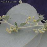 Image result for Cissampelos mucronata