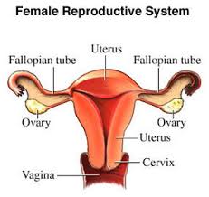 Female reproductive consists of various organs.they are described below; Describe Female Reproductive System Of Women With The Help Of Labelled Diagram Brainly In