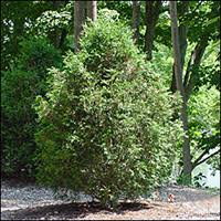 Its green foliage will pale during winter, and its growth is rapid. Eastern White Cedar Ontario Ca
