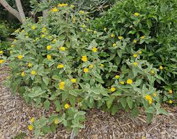 Image result for Melhania forbesii