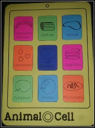 Maybe you would like to learn more about one of these? Plant And Animal Cells Craftivity Icell The Owl Teacher