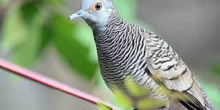 Jenis Burung Derkuku Terbaik Di Indonesia Info Guyub Rukun Derkuku Puter Pelung