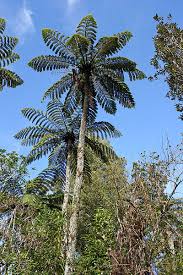 Image result for Cyatheaceae