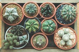 This way, you can be sure your cactus is getting the light it needs wherever you decide to keep it. How To Care For A Cactus Hgtv