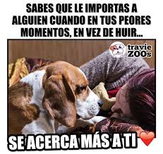 Amor Incondicional Dogs Perros Incondicional Love Amor Mascotas Frases Amor De Perro Perros Frases