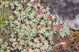 Image result for Schizaea pectinata