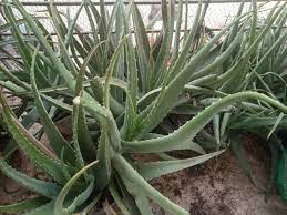 But everything spoils some white spots all over the flower that can not be washed. Buy Aloe Vera Plants In India At Vidyut S Corner