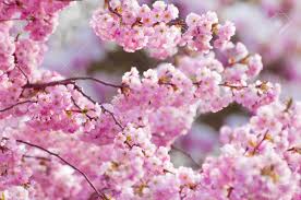 Prunus serrulata 'kanzan' is one of the two stars of washington, d.c.'s, cherry blossom festival. Tender Blossoms Of Ornamental Cherry Tree In Sunshine In Closeup Stock Photo Picture And Royalty Free Image Image 97549054