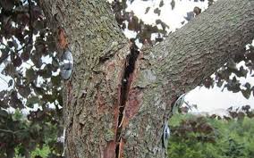 This model is game ready with 4k textures and is made of 3500 triangles. Can You Repair A Split Tree Trunk Best Way