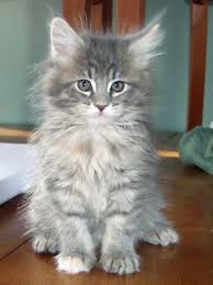 Coon cat, maine cat, maine shag, snowshoe cat, american longhair, the gentle giants. Buy Maine Coon