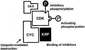 We did not find results for: Cyclin Dependent Kinase Cdk Activity Is Regulated At Multiple Levels Download Scientific Diagram
