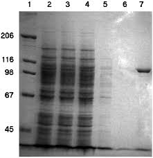 Energetics and Topology of CzcA, a Cation/Proton Antiporter of the  Resistance-Nodulation-Cell Division Protein Family