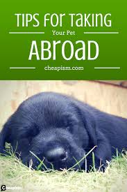 International Pet Travel Pet Travel Pets Travel Abroad