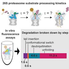 You are now leaving www.bluebirdbio.com. The 26s Proteasome Utilizes A Kinetic Gateway To Prioritize Substrate Degradation Sciencedirect