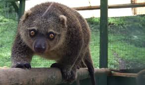 Image result for Phacelurus huillensis