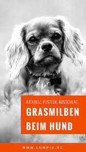 Juckreiz Pusteln Ausschlag Grasmilben Grasmilben Hund Juckreiz Hunde