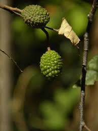 Image result for Guazuma